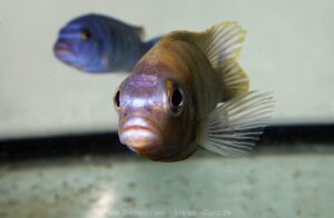 Metriaclima sp. 'patricki' Mbenji Island